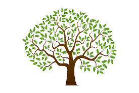 Random Forest