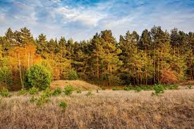 Random Forest