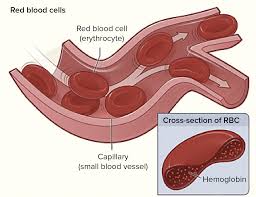 Blood Viscosity