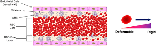 Blood Viscosity