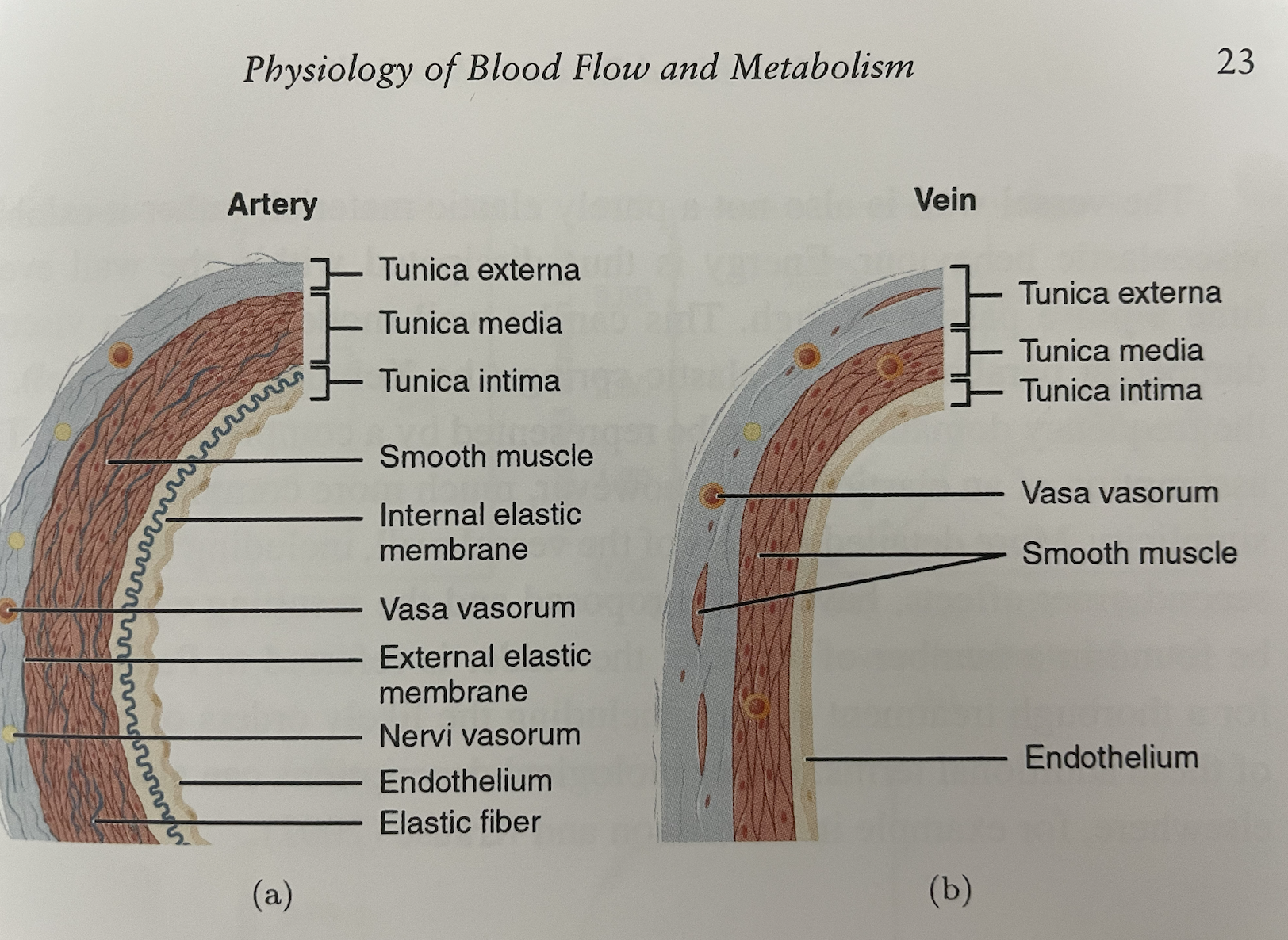 Cerebral Circulation & composition