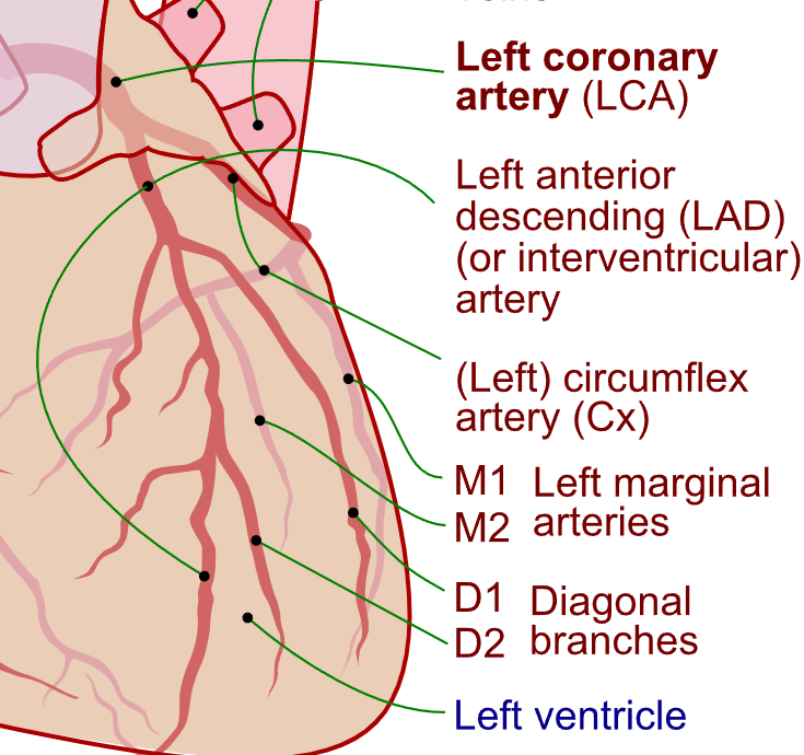 Coronary Artery