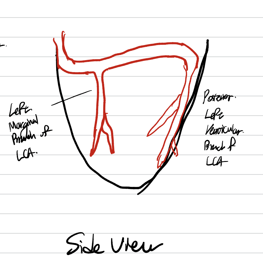 Coronary Artery