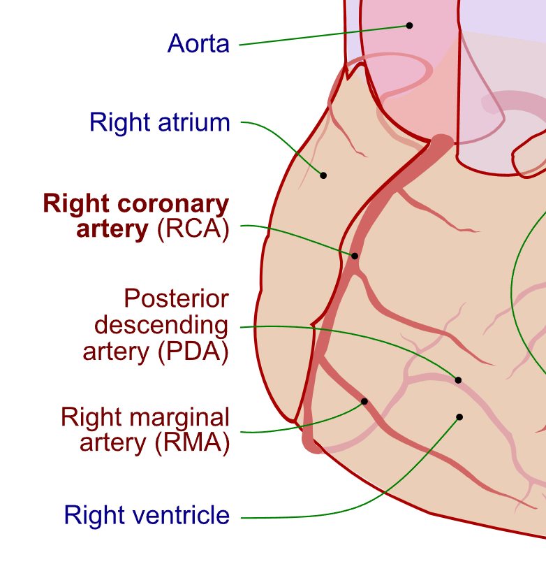 Coronary Artery
