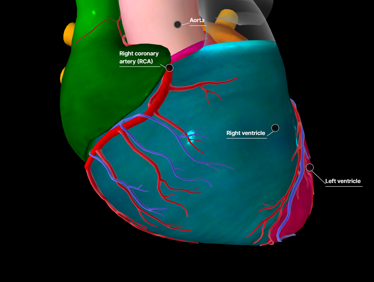 Coronary Artery
