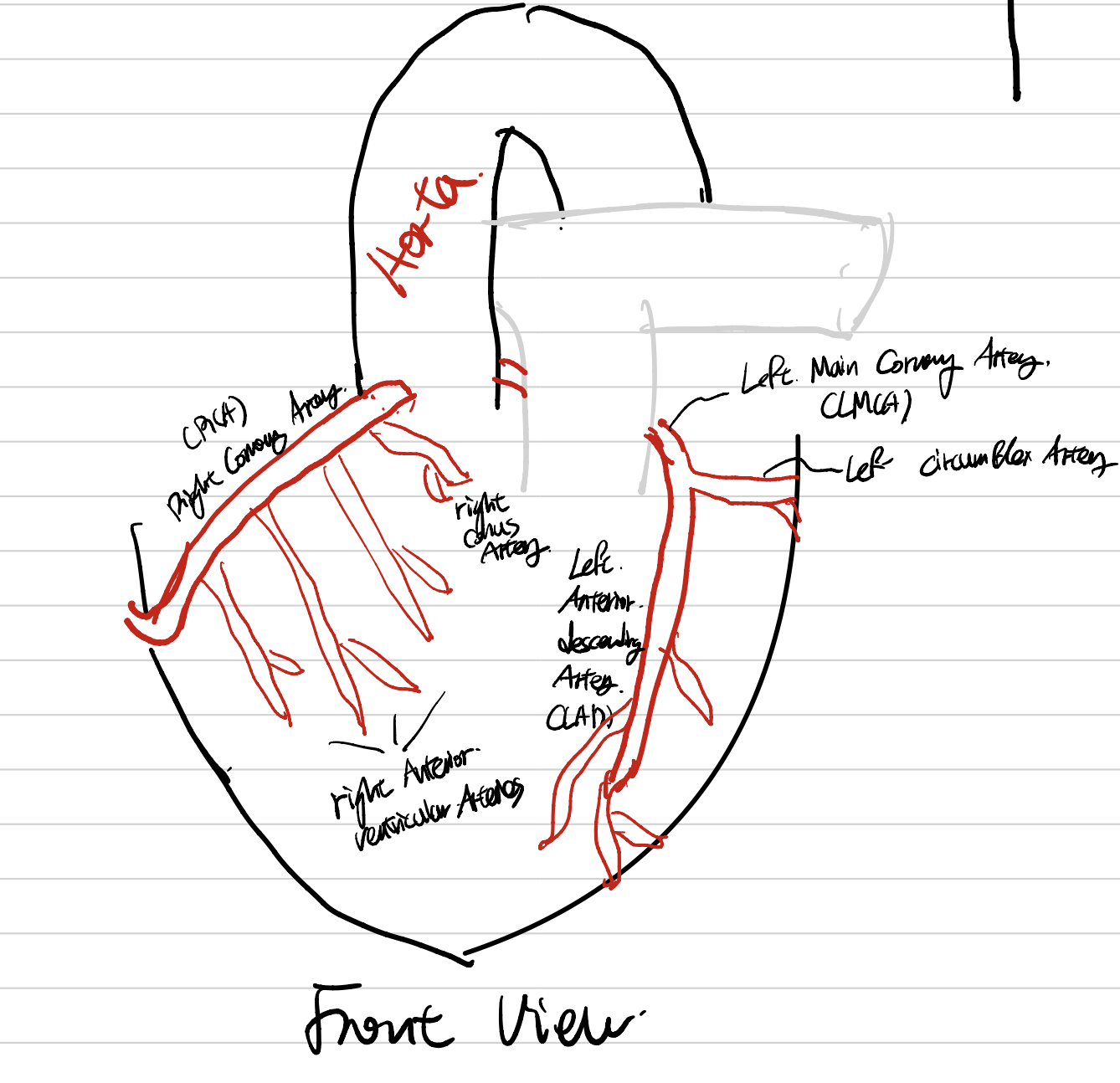 Coronary Artery