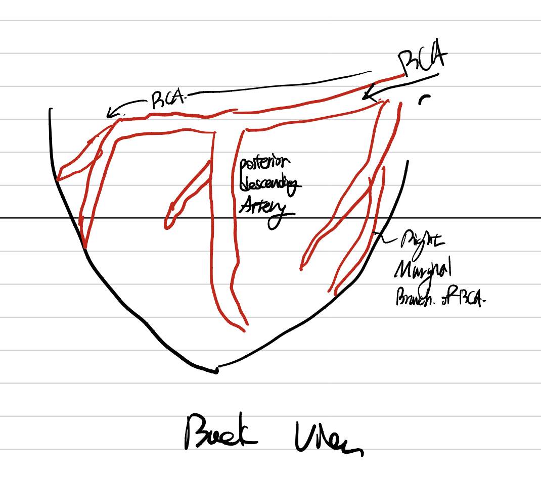 Coronary Artery
