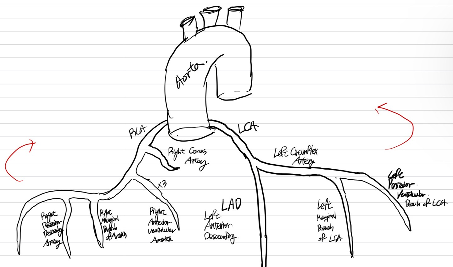 Coronary Artery