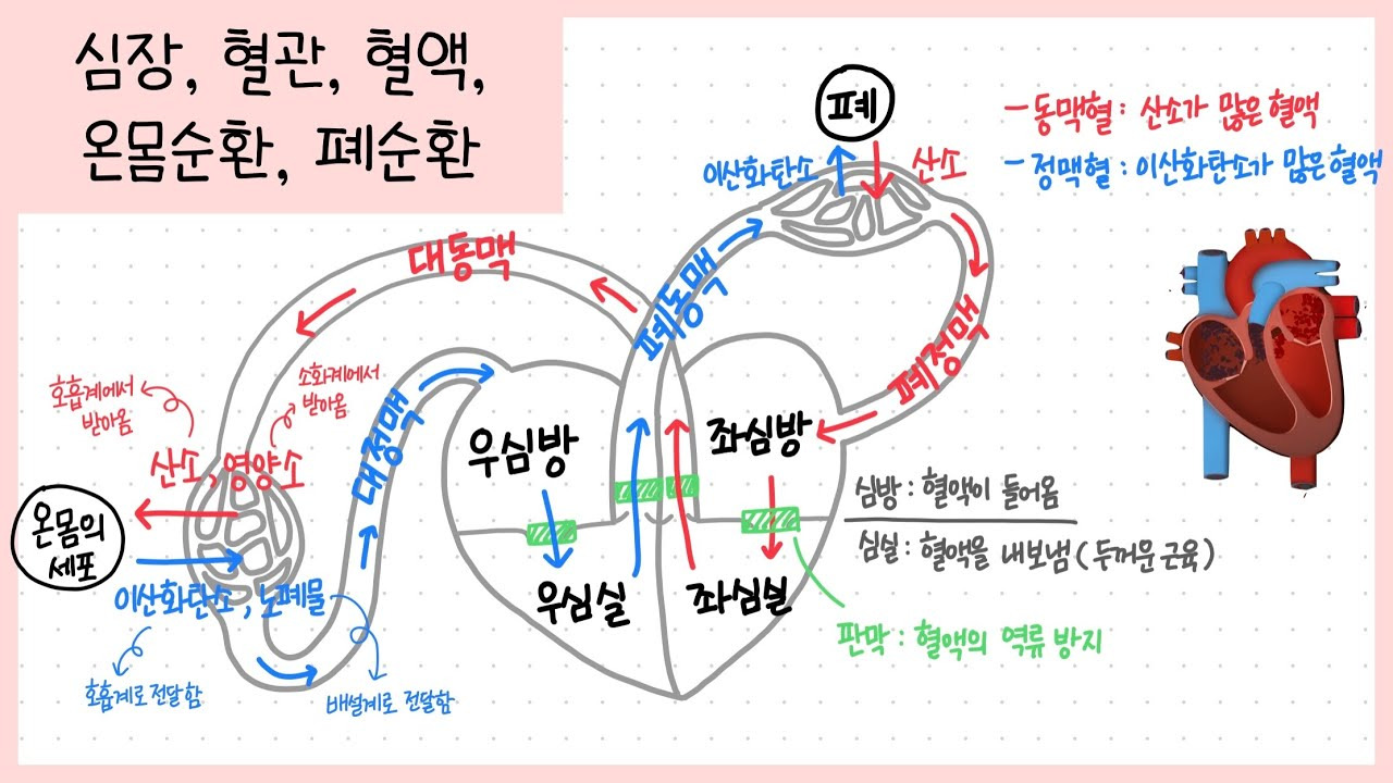 Heart blood circulation