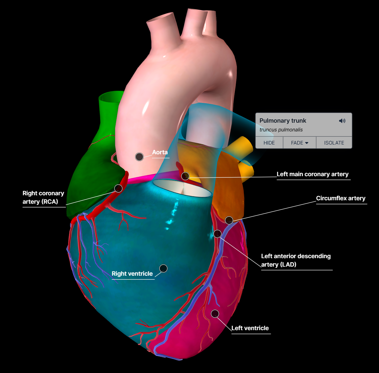 Heart blood circulation