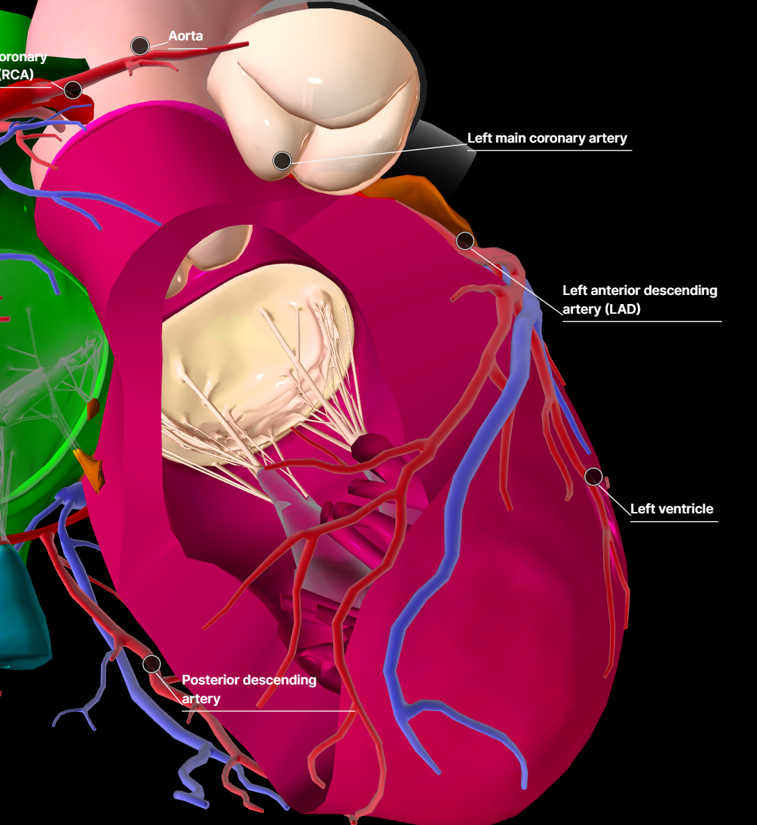 Heart blood circulation