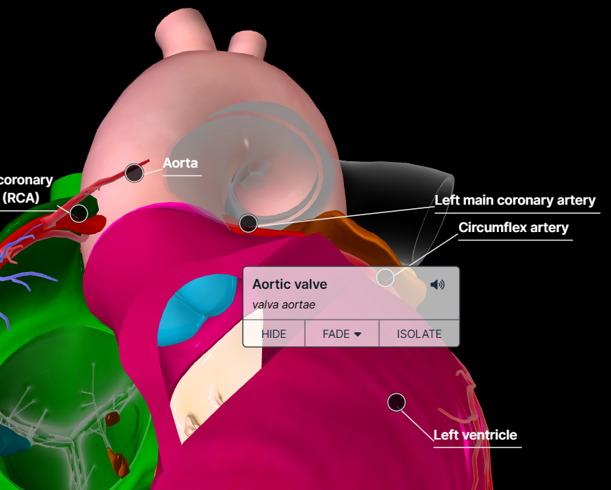 Heart blood circulation
