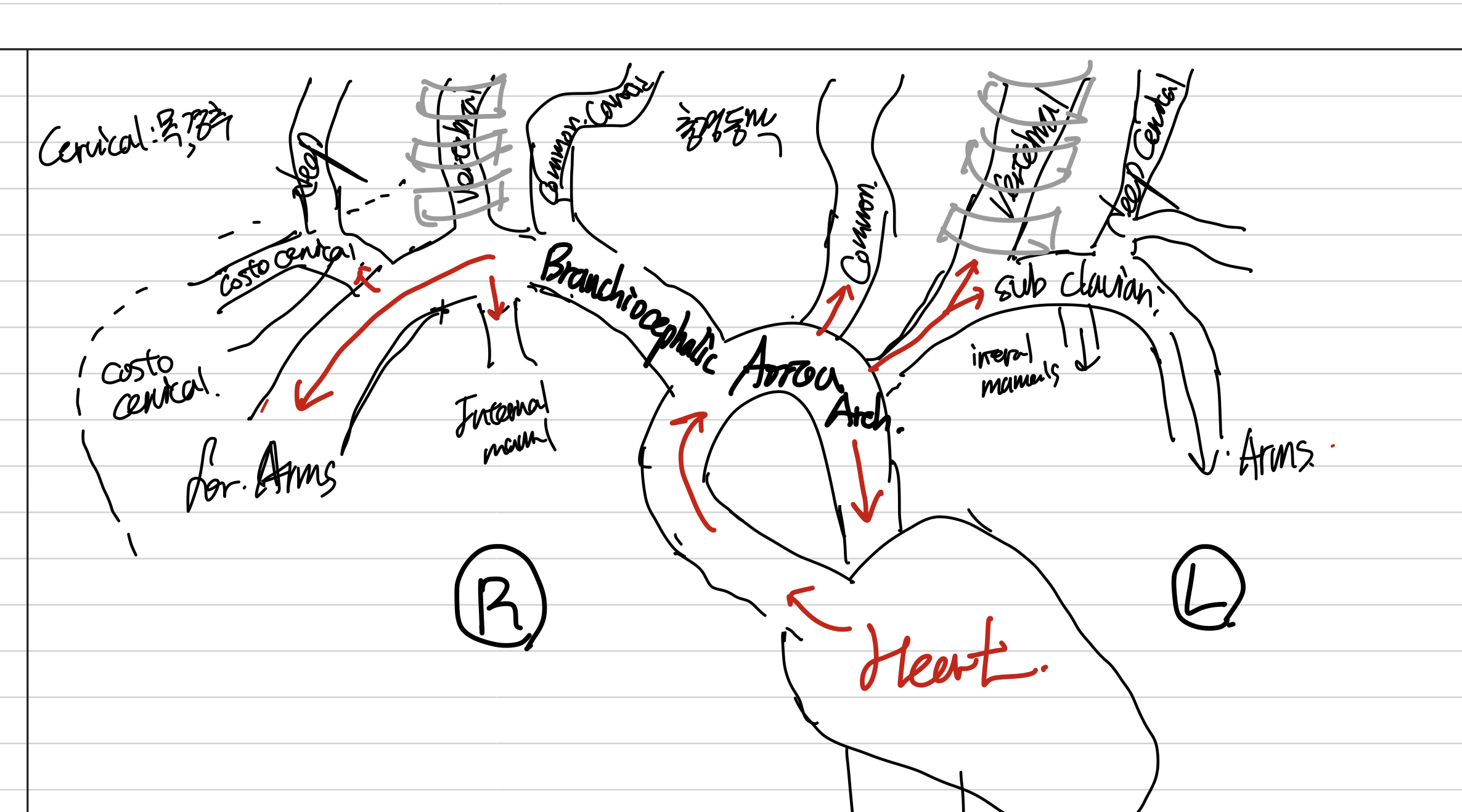 Heart blood circulation