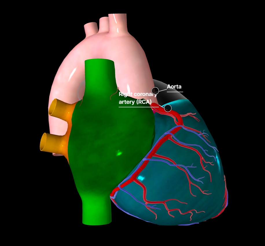 Heart blood circulation