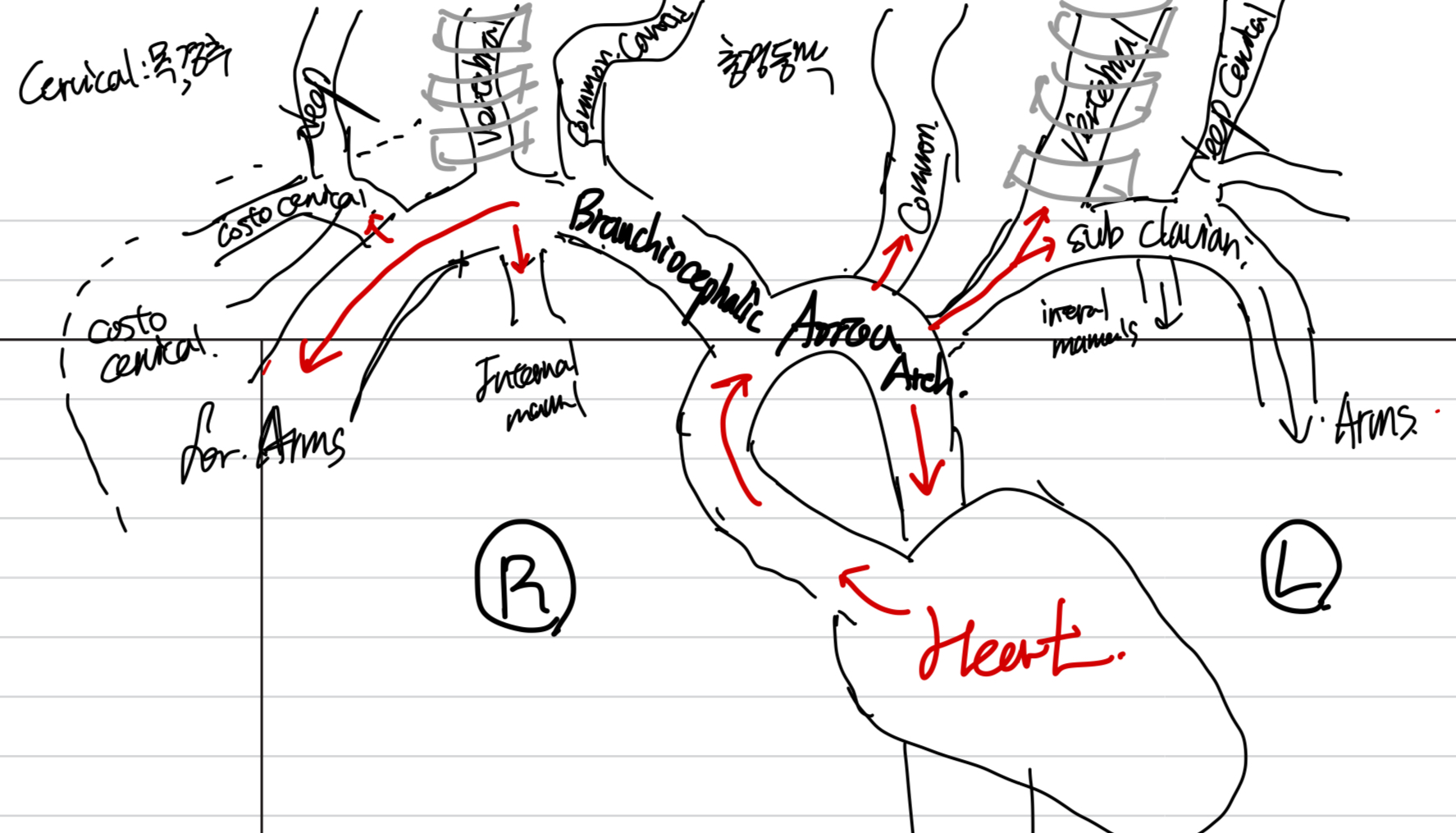 Physiology of Blood Flow and Metabolism