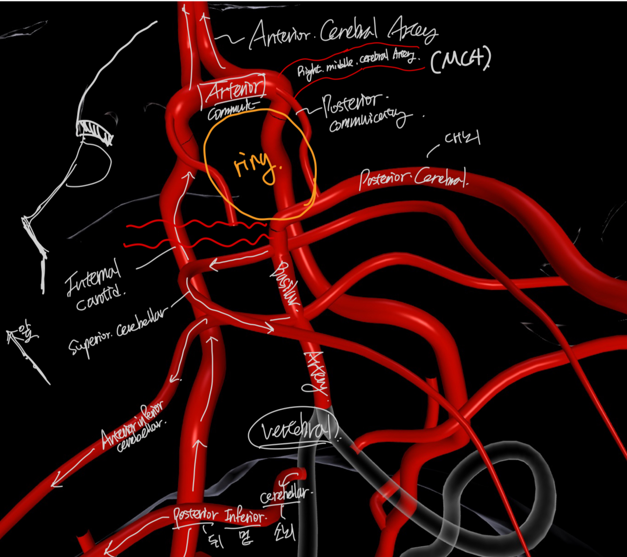 Physiology of Blood Flow and Metabolism