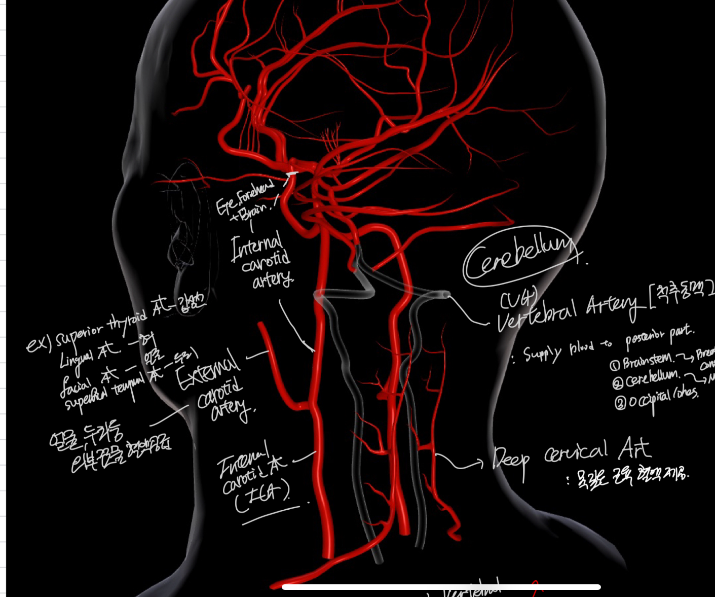 Physiology of Blood Flow and Metabolism