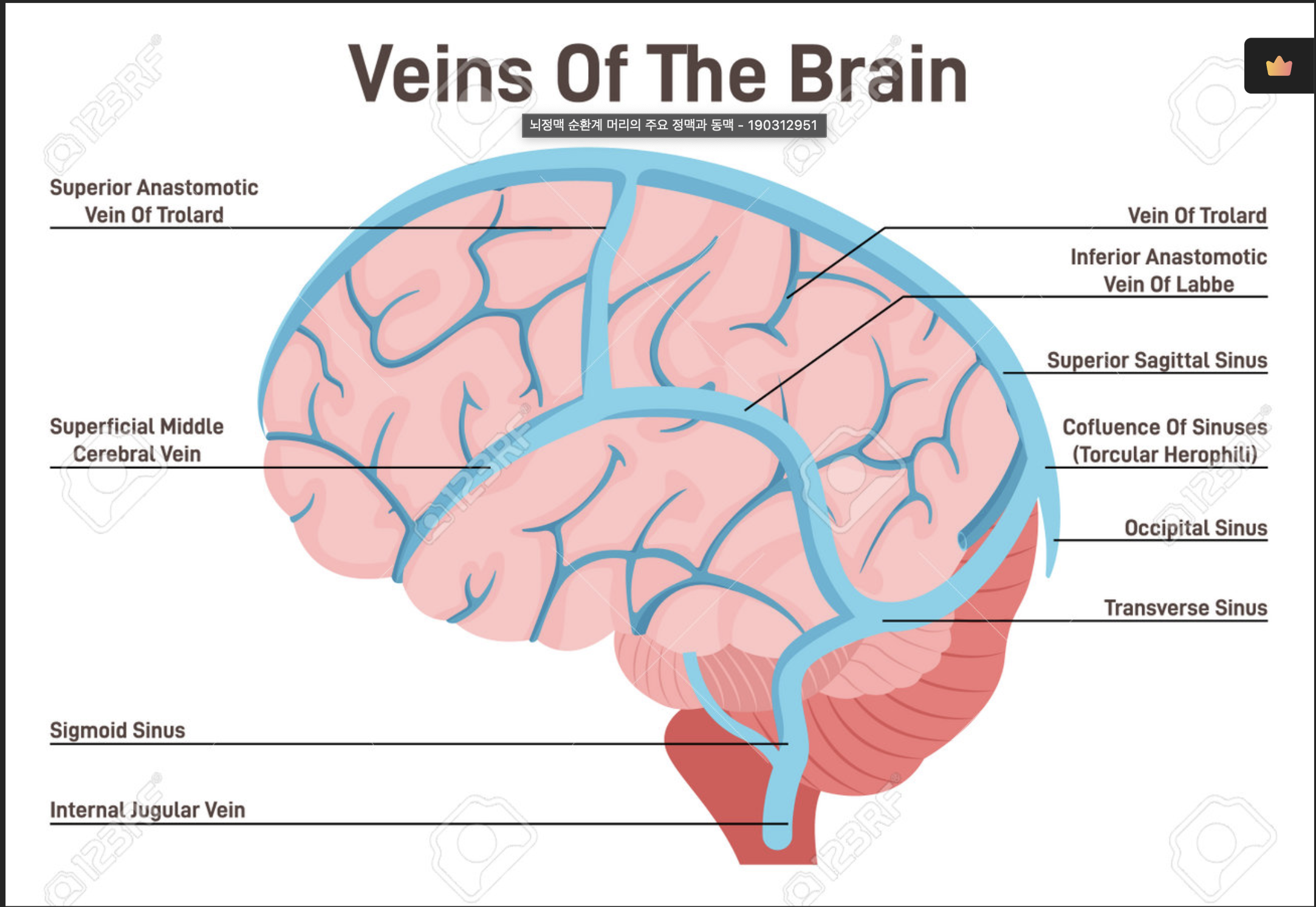 Physiology of Blood Flow and Metabolism