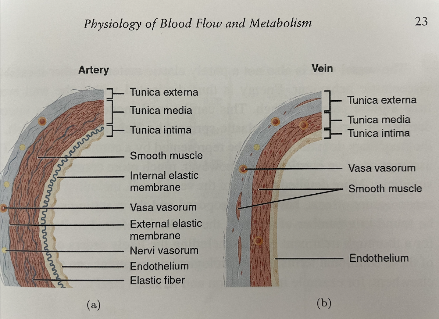 [Cardiovascular disease] 1. Plaque